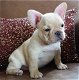 Creme witte Franse bulldog pups reutje en teefje beschikbaar - 0 - Thumbnail
