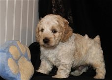 Cockapoo Puppies Ter adoptie