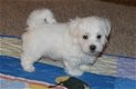 Coton De Tulear-puppy's - 0 - Thumbnail