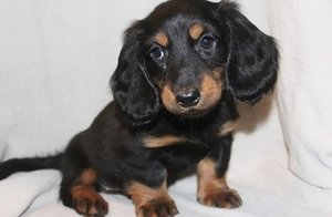 Teckelpuppies Ter adoptie - 0