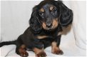 Teckelpuppies Ter adoptie - 0 - Thumbnail