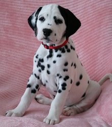 Dalmatische pups Klaar voor adoptie - 0