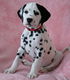 Dalmatische pups Klaar voor adoptie - 0 - Thumbnail