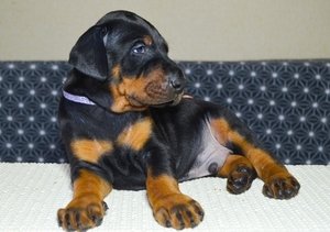 Doberman Pinscher-puppy's - 0