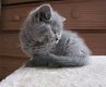 Geweldige Britse korthaar kittens - 0 - Thumbnail