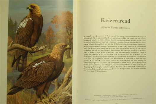 Roofvogels en uilen van Europa - 2