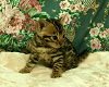 Kostbare mannetjes en vrouwtjes Bengaalse kittens voor adoptie - 0 - Thumbnail