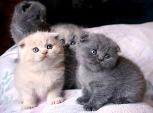 Puur Schots tabby kitten voor adoptie - 0