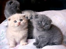 Puur Schots tabby kitten voor adoptie