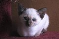 Siamese kittens - 0 - Thumbnail