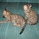 Savannah Kittens ter adoptie - 0 - Thumbnail