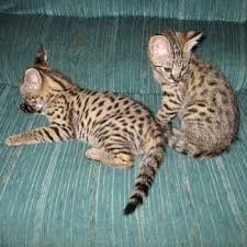 Savannah Kittens ter adoptie
