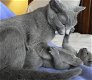 Extra zachte en mooie Russische blauwe kittens beschikbaar !! - 0 - Thumbnail