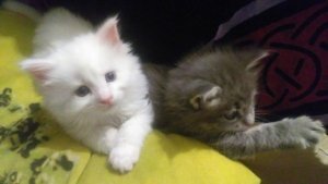 Maine coon kittens voor adoptie - 0