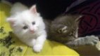 Maine coon kittens voor adoptie - 0 - Thumbnail