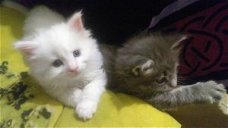 Maine coon kittens voor adoptie