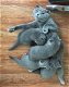 Prachtige Scottish Fold / Straight kittens voor adoptie - 0 - Thumbnail