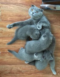 Prachtige Scottish Fold / Straight kittens voor adoptie