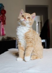 Selkirk Rex Cats en Kittens ter adoptie - 0