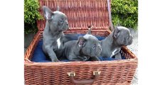 Blauwe en fawn Franse bulldog pups
