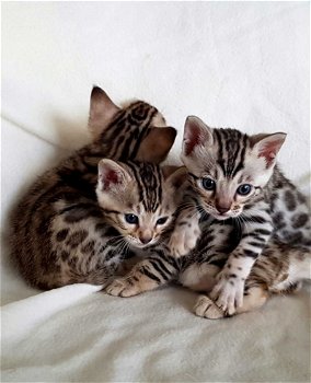 Bengal Kittens beschikbaar - 0