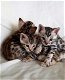 Bengal Kittens beschikbaar - 0 - Thumbnail