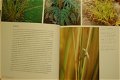 Grassen en bamboes - 3 - Thumbnail