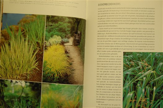 Grassen en bamboes - 5