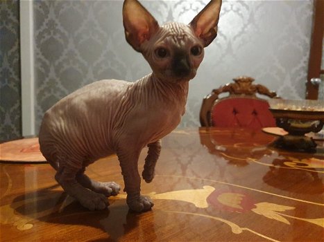 sphynxjongen - 0