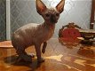 sphynxjongen - 0 - Thumbnail