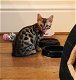 geregistreerde Bengaalse kittens - 0 - Thumbnail