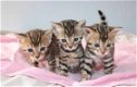 TICA-geregistreerde Bengaalse kittens beschikbaar - 0 - Thumbnail