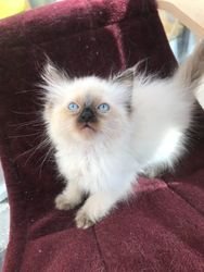 Pure Breed Ragdoll Kittens - 0