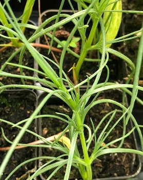 Lekker knapperig en zout, Salsola - 0