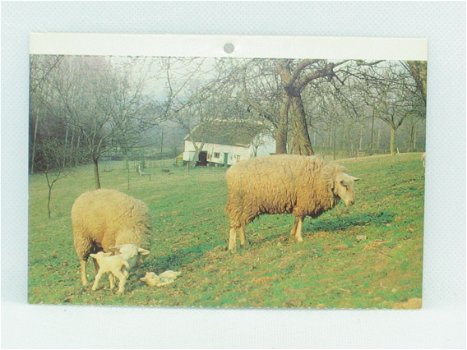 Postkaart - Landelijk Zicht Vlaams Brabant - 0