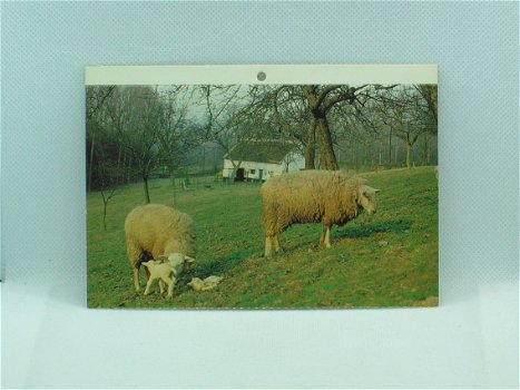 Postkaart - Landelijk Zicht Vlaams Brabant - 2