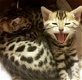 Goede en zorgzame Bengaalse kittens Nu klaar - 0 - Thumbnail