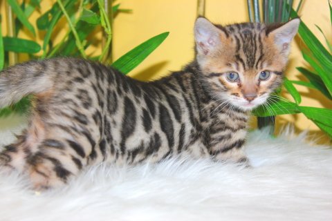 Mooie Bengaalse kittens - 0