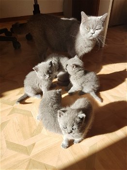 Brits Korthaar Kittens - 1
