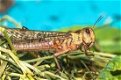 Levende voedseldieren voor uw reptielen - 2 - Thumbnail
