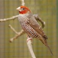 Koppels Roodkopamadine (Amadina erythrocephala) em losse po