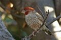 Koppels Roodkopamadine (Amadina erythrocephala) em losse po - 2 - Thumbnail