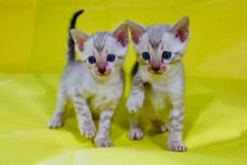 Zilveren Bengaalse kittens beschikbaar 
