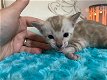 Prachtig Bengaalse kitten te koop - 0 - Thumbnail