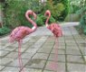 FLAMINGO - 0 - Thumbnail