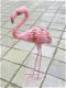 FLAMINGO - 3 - Thumbnail