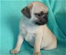 Schattige pug puppy's klaar voor adoptie - 0 - Thumbnail