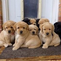 Labrador Retriever-puppy's voor adoptie - 0