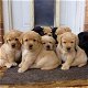 Labrador Retriever-puppy's voor adoptie - 0 - Thumbnail