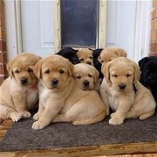 Labrador Retriever-puppy's voor adoptie